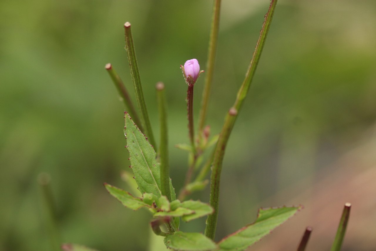 e0167295_17105545.jpg