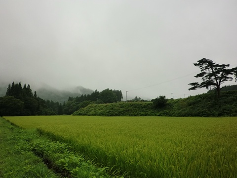 緑と雨の日_a0138198_151165.jpg