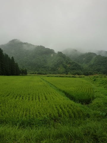 緑と雨の日_a0138198_15704.jpg