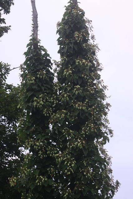 b0138798_11455761.jpg