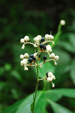 c0124100_94123.jpg