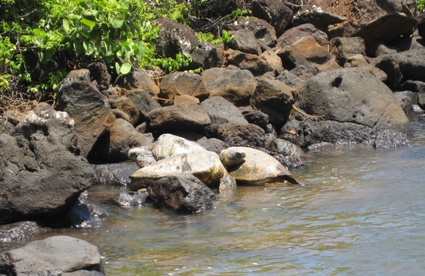 カウアイ島、宿泊はポイプ地区_d0125208_13355163.jpg