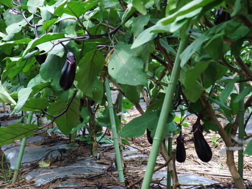 e0146912_1203030.jpg