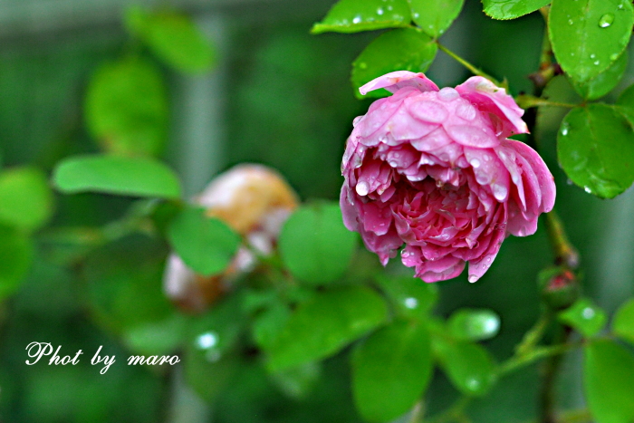雨上がりのお庭の薔薇 と 小さな小さな キクイタダキ ちゃんの捕食♪♪_e0160417_11415782.jpg