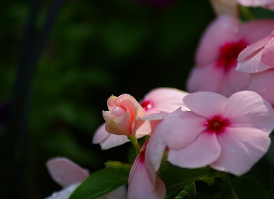 f0170524_1136312.jpg