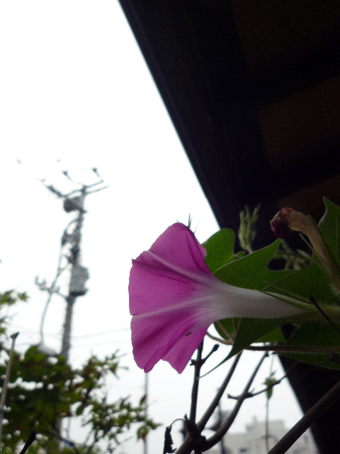 田中正弘展の朝_e0138627_12263238.jpg