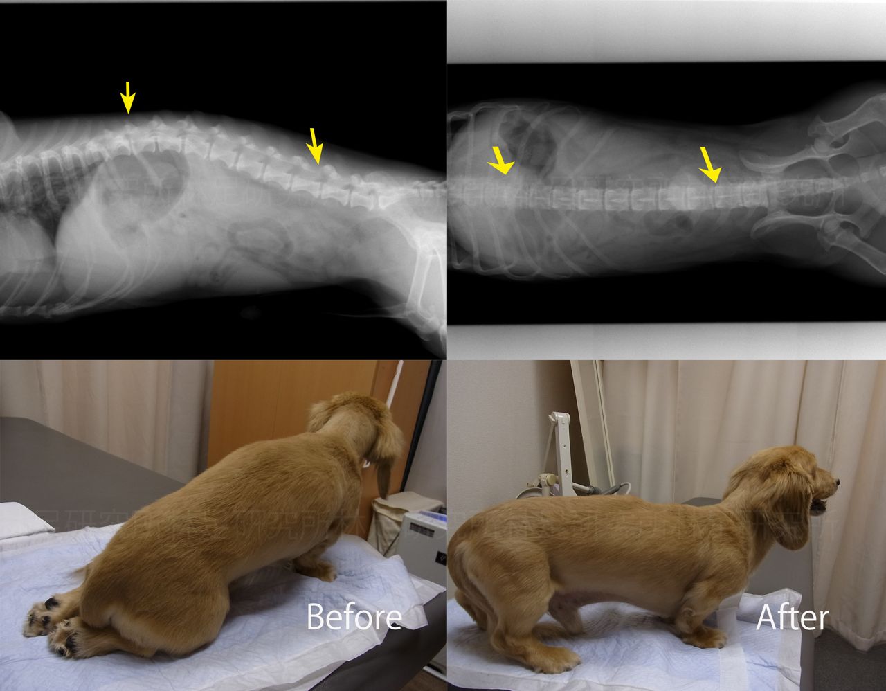 犬の椎間板ヘルニア　[ミニチュアダックス,パグ,チワワ]_a0077134_19422344.jpg