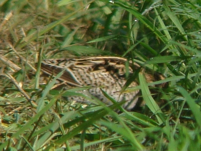 d0146038_15514230.jpg