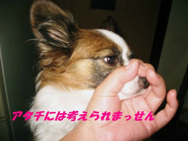 a0149240_8145260.jpg