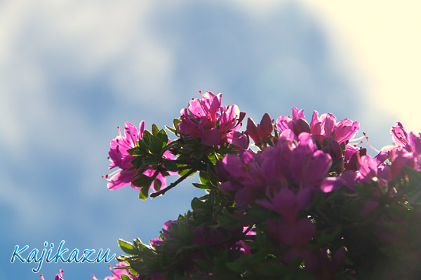 a0166940_21594839.jpg