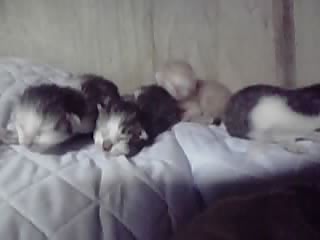 ニャン吉の子供達です_e0145441_2044114.jpg