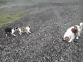 ニャン吉の子供達です_e0145441_204566.jpg