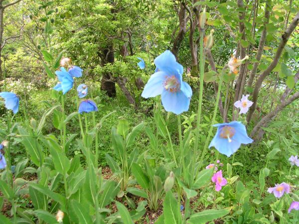 白馬五竜高山植物園-20110720-4_e0043548_9353080.jpg