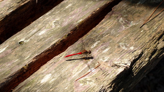 e0024081_1419322.jpg
