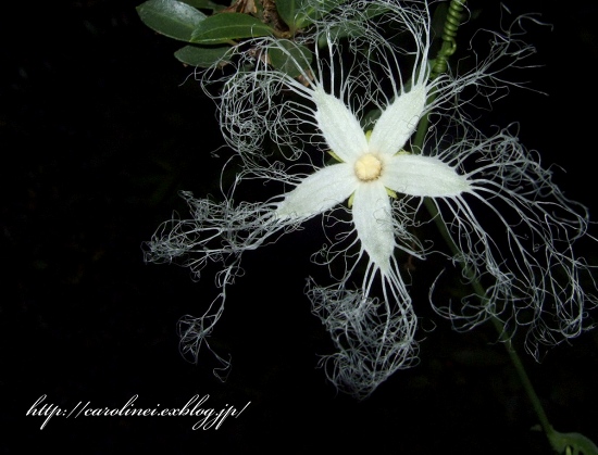 カラスウリの花 お茶の時間にしましょうか キャロ ローラのちいさなまいにち Caroline Laura S Tea Break