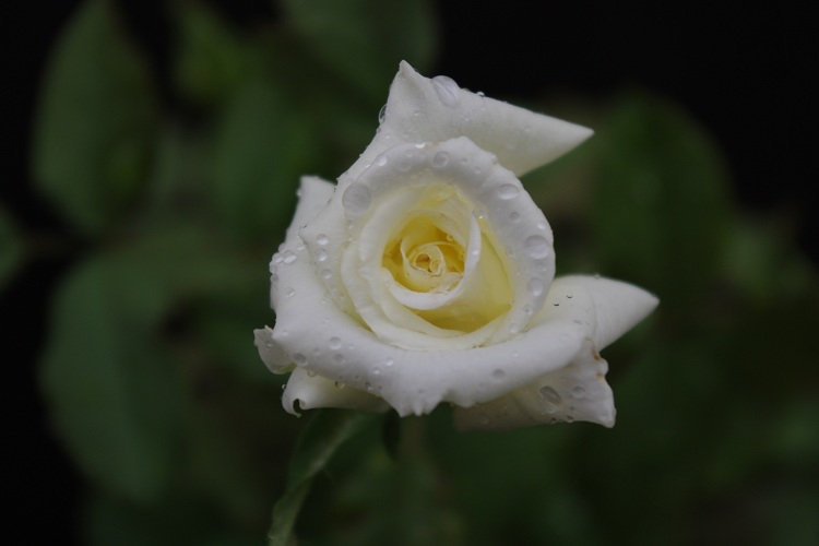 c0147909_7452738.jpg