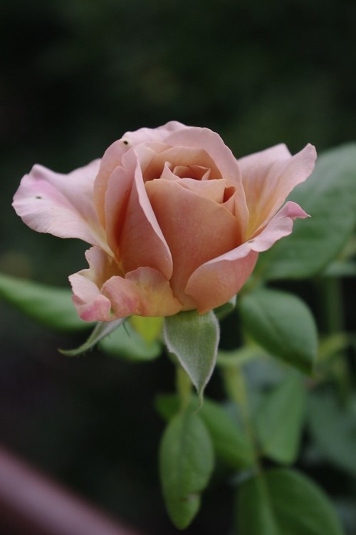 c0147909_7504660.jpg