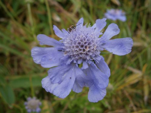 雨の止み間の花と蝶_b0172911_1961819.jpg