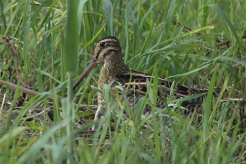 夏の田圃のオオジシギ_f0178716_12501188.jpg