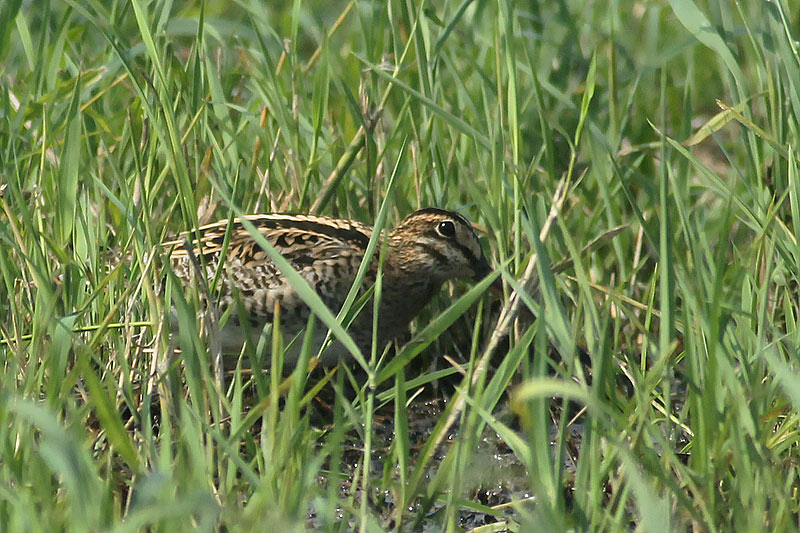 夏の田圃のオオジシギ_f0178716_12503069.jpg