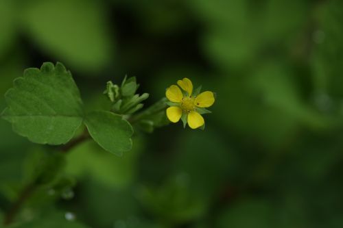 猿倉・白馬尻の花８　　ヒメヘビイチゴ_a0040021_20383065.jpg