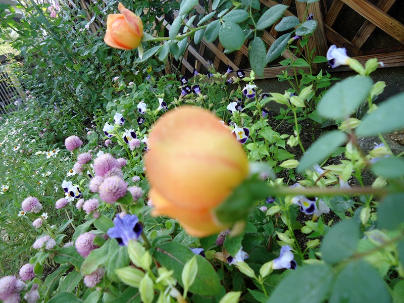 d0096422_736099.jpg