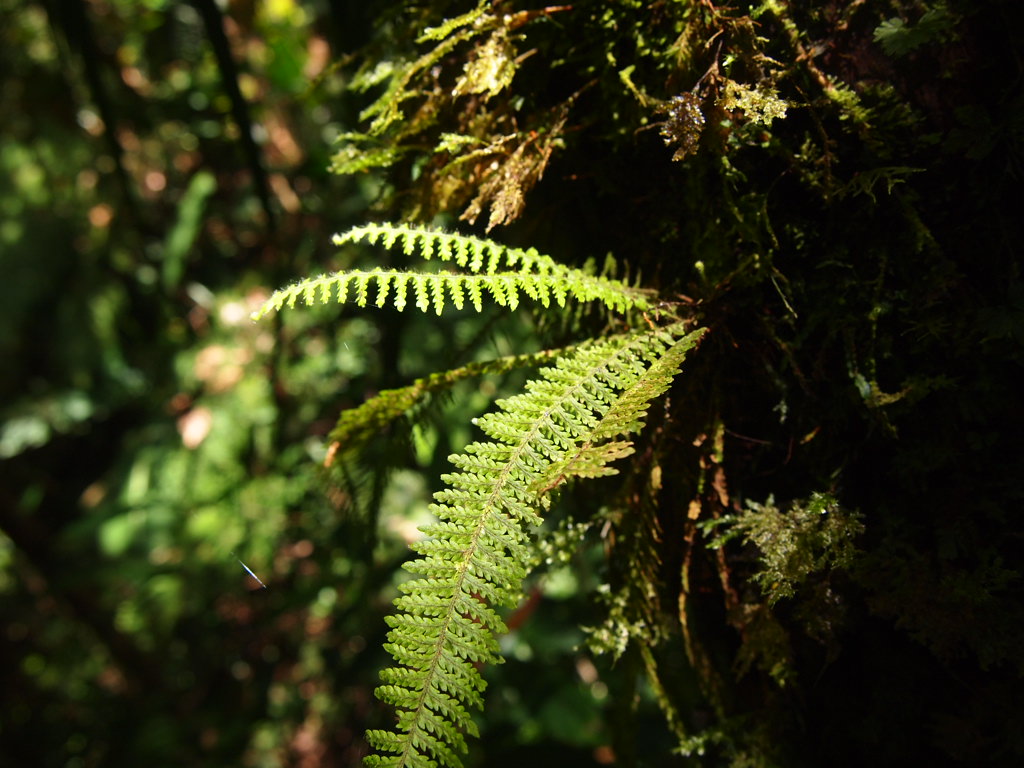 ラビシア　LA便 LA便＊ジュエルラビシア＊ラビシア＊アルデシア＊TB便ラビシア葉挿し
