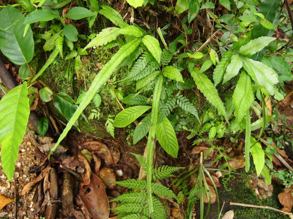 LA便 2.Pteridophyta : LIFE+aq→