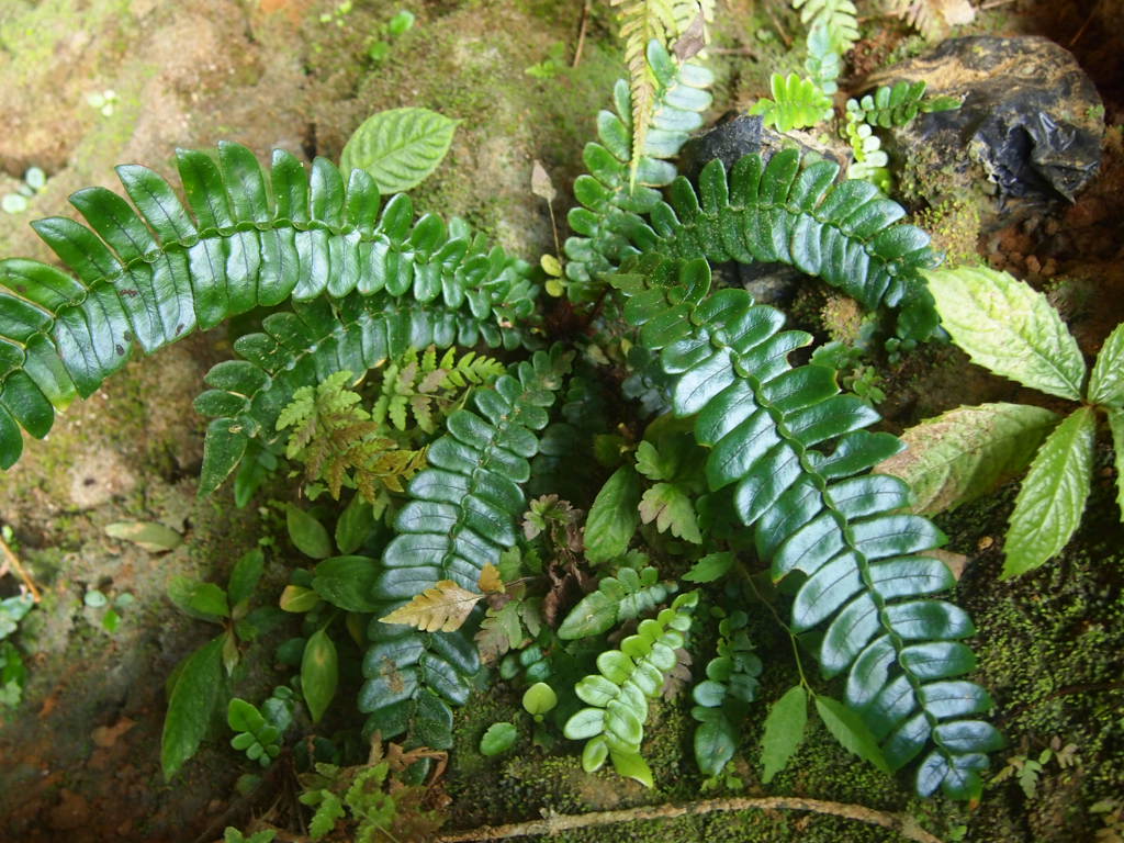 ラビシア　LA便 LA便＊ラビシア＊アルデシア＊ジュエルラビシア＊熱帯雨林＊パルダリウム＊