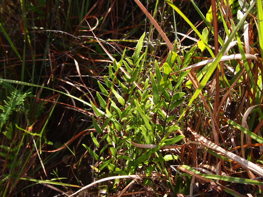 ラビシア　LA便 LA便＊ラビシア＊アルデシア＊ジュエルラビシア＊熱帯雨林＊パルダリウム＊