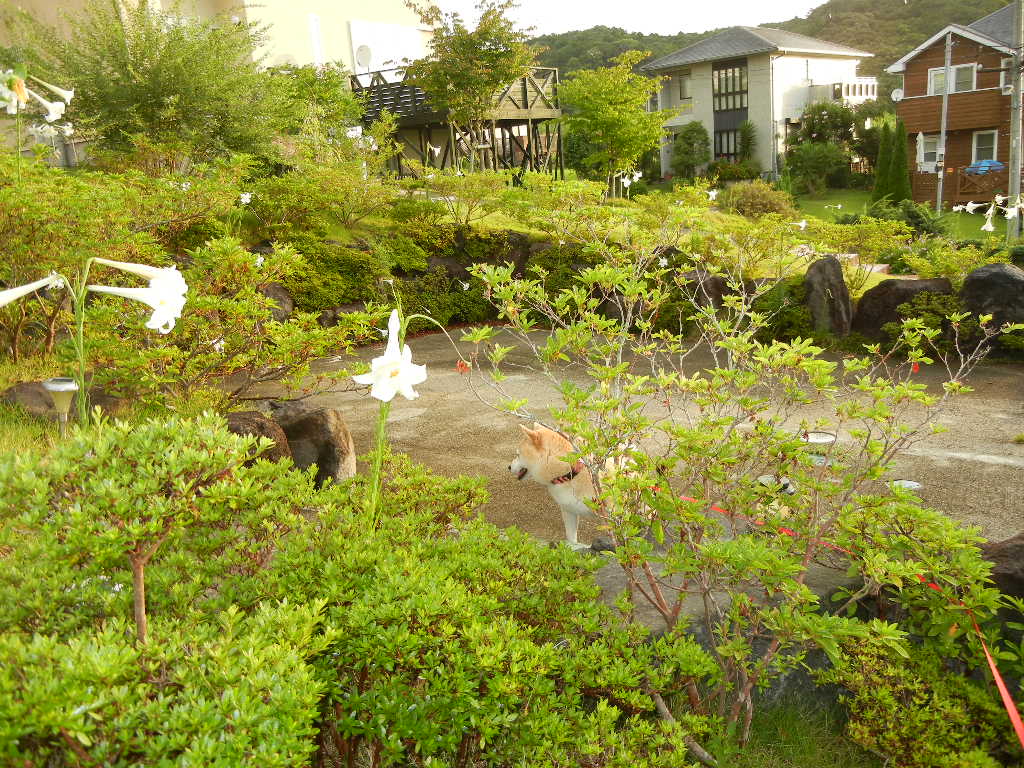 2011年8月25日(木)心ちゃん、今日はお部屋に!_f0060461_1554019.jpg