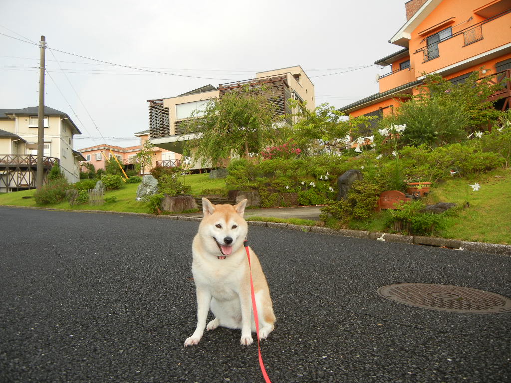 2011年8月25日(木)心ちゃん、今日はお部屋に!_f0060461_15554930.jpg