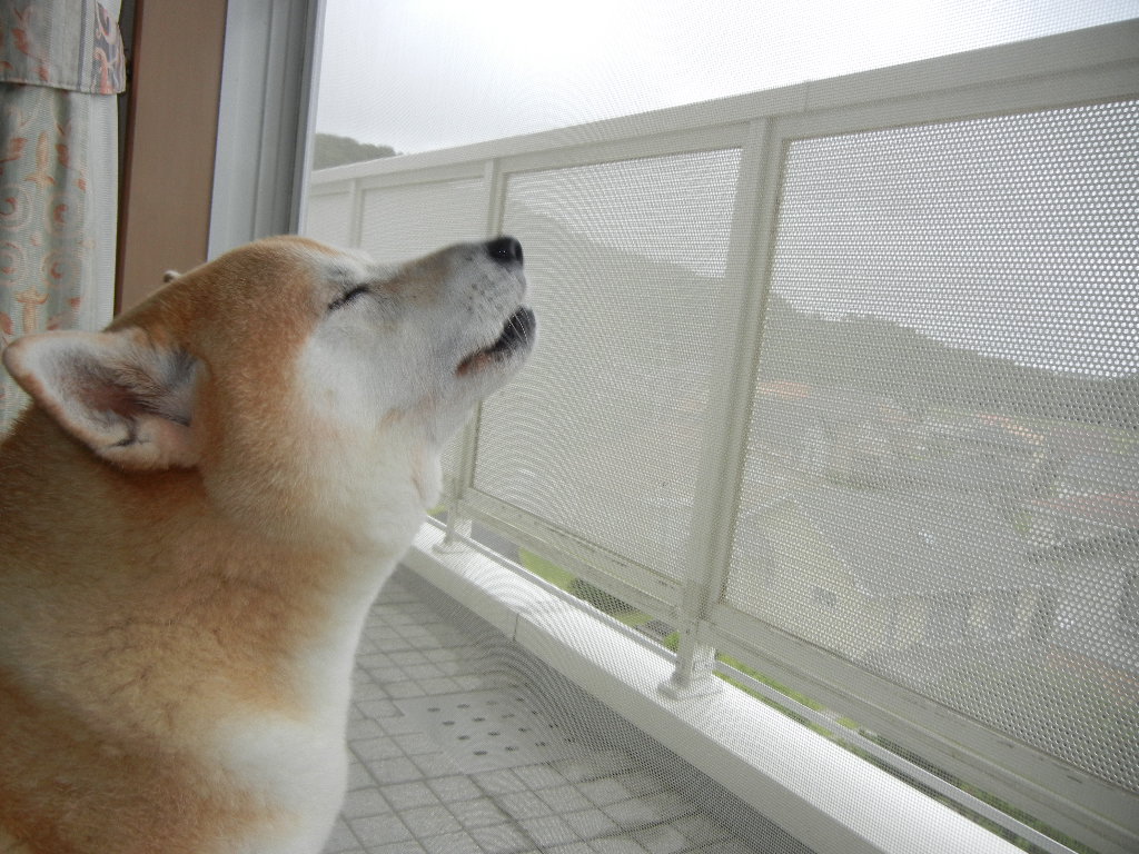 2011年8月25日(木)心ちゃん、今日はお部屋に!_f0060461_15572317.jpg
