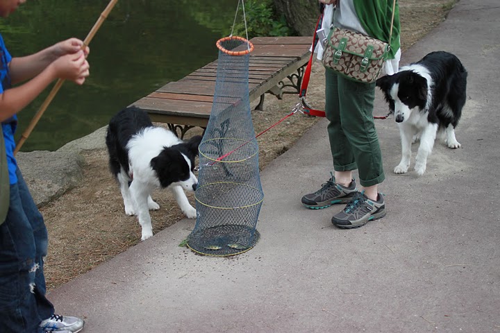 犬連れお出かけ　兵庫－六甲山編_a0077764_17535530.jpg