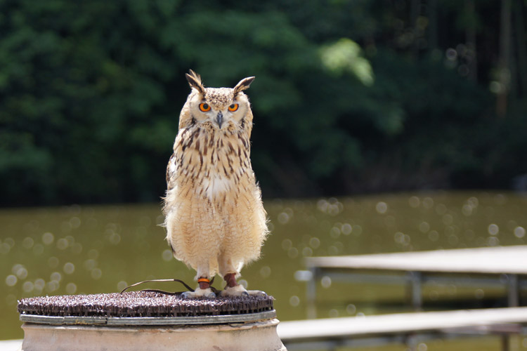 掛川のフクロウさん達_b0190068_1754216.jpg