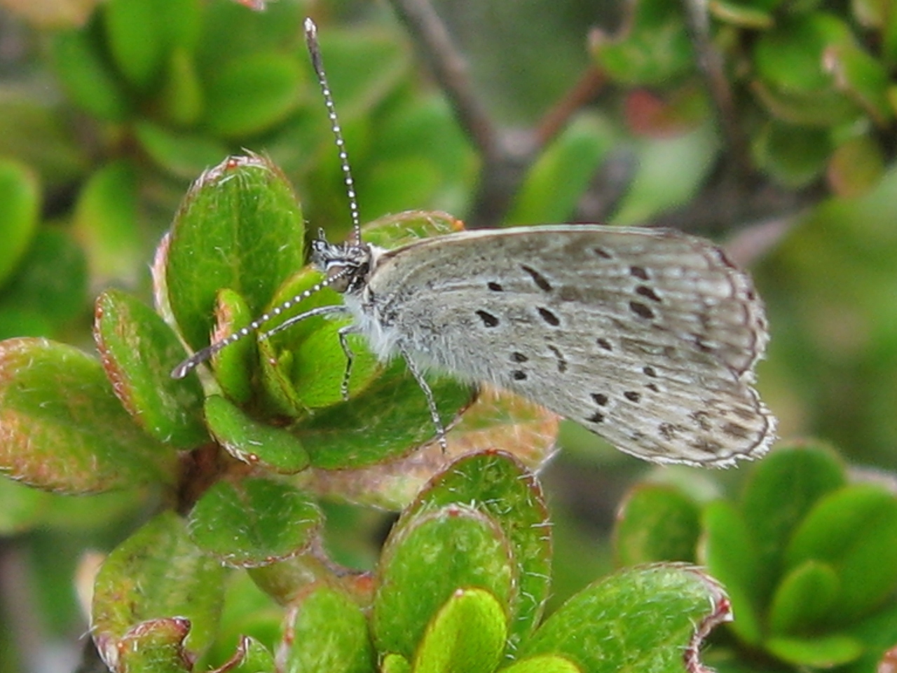 栂池の黄葉　（白馬村標高1900m）_a0023170_11574244.jpg