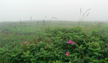 f0083977_1465219.jpg