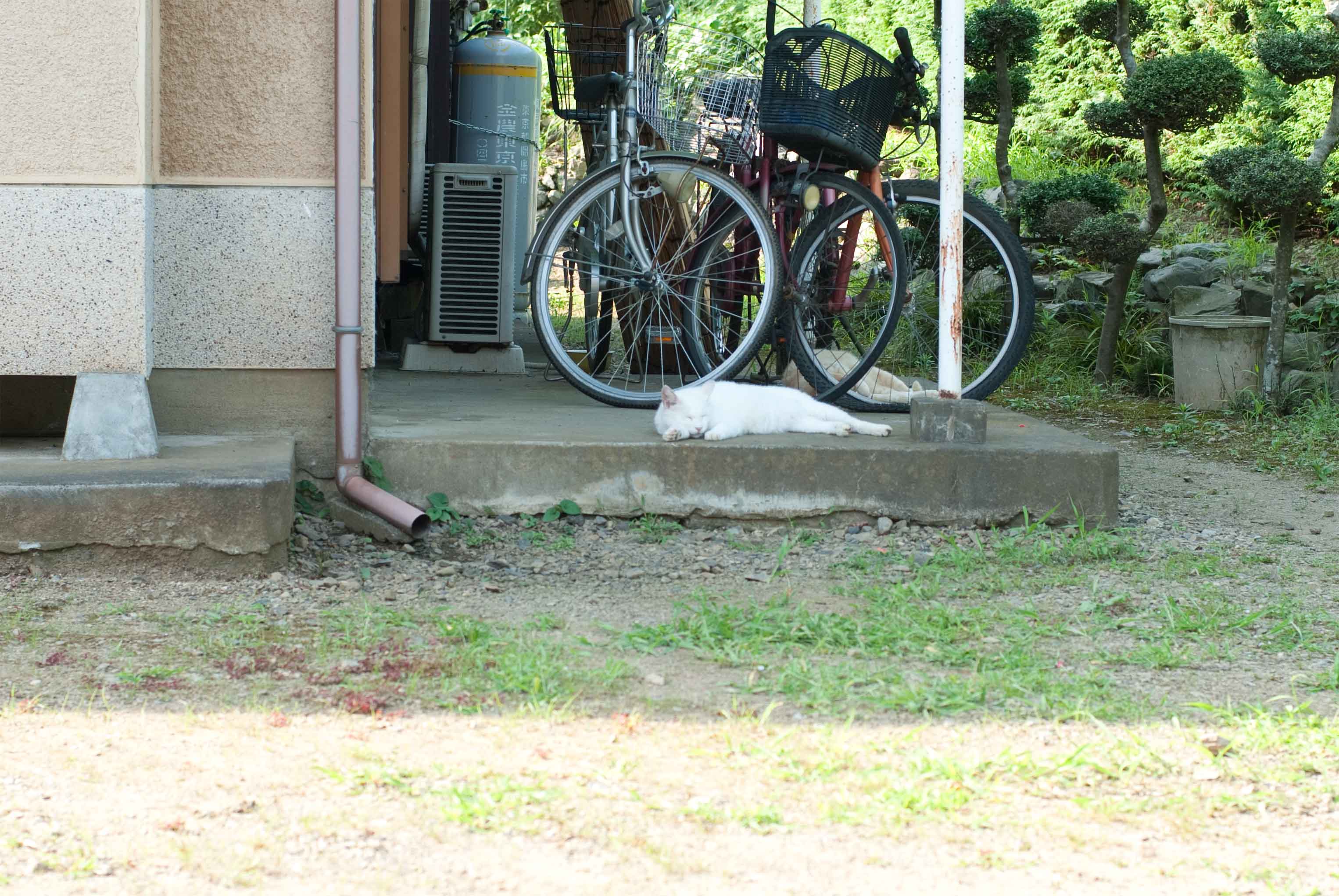 夏の終わり_b0194880_2024565.jpg