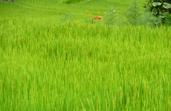 b0130112_22193531.gif