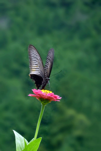 b0130112_22542361.gif