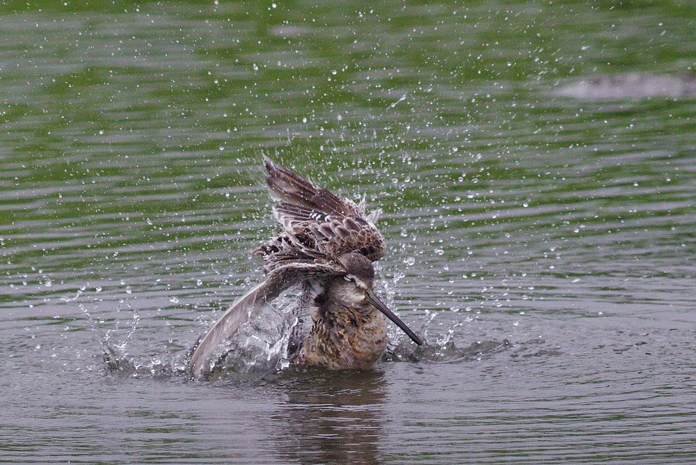 オオハシシギがやって来た・・・葛西臨海公園_a0031821_142644.jpg