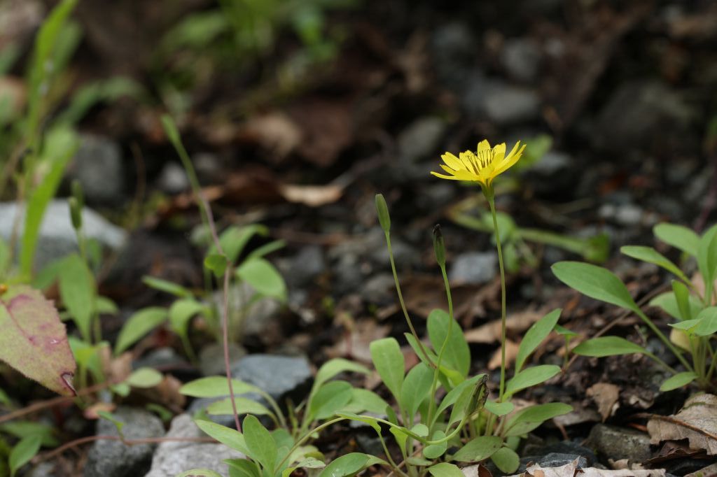 猿倉・白馬尻の花１１　　　ミヤマイワニガナ_a0040021_10315853.jpg