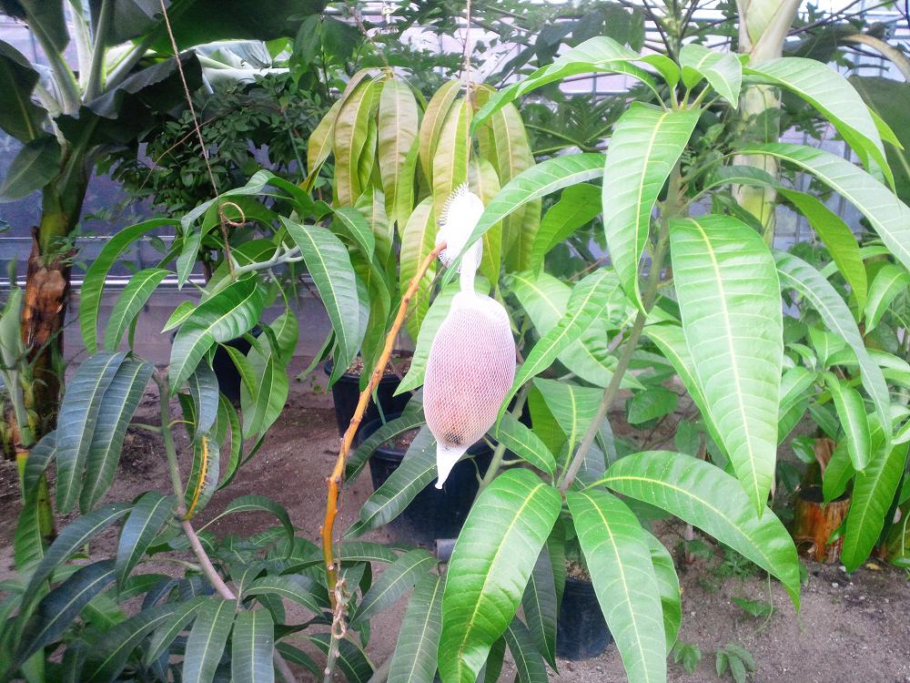 玉文マンゴー苗6号サイズ