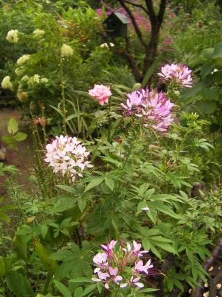 南阿蘇masakoさんの夏の庭で・・・_c0204121_20133786.jpg