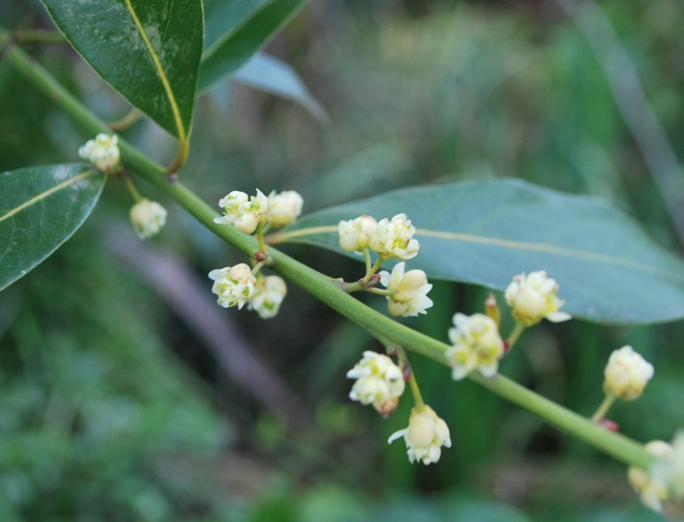 Bay Flowers_f0155522_1110111.jpg