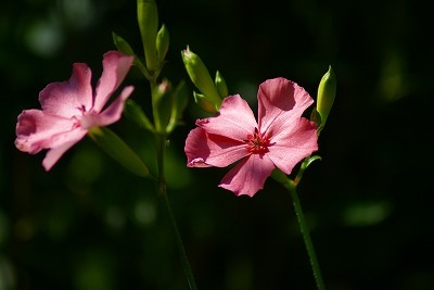 f0170524_13511761.jpg