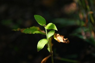 f0170524_1352256.jpg