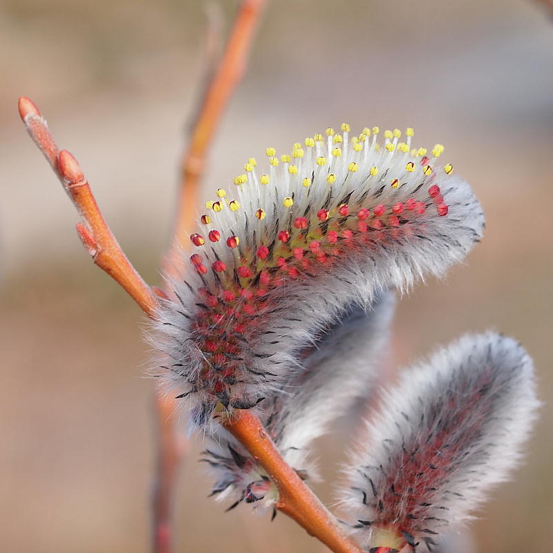 ネコヤナギ 花 三重野生生物談話会bbsブログ 植物編