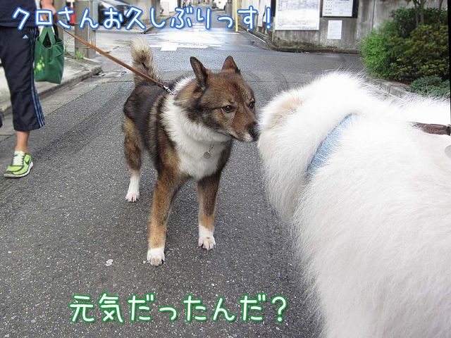 パブコメ明日まで！_c0062832_728478.jpg