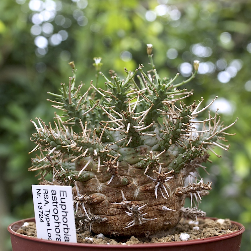 久しぶりに Euphorbia  その２  タコとか　_a0149642_17585517.jpg